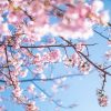 【画像】中国の『桜の風景』スケールがデカ過ぎると話題にｗｗｗｗｗｗ