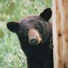 【動画】外国人さん「クマなんて素手で余裕やでw」