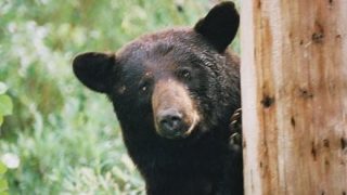【動画】外国人さん「クマなんて素手で余裕やでw」