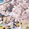 【動画】お花見女子さん、自分の桜を開花させる【→】