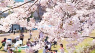 【動画】お花見女子さん、自分の桜を開花させる【→】