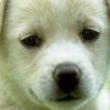【衝撃の事実が】犬「日本に生まれなければよかった」動物愛護団体のポスターが物議 →画像