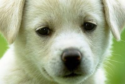 【衝撃の事実が】犬「日本に生まれなければよかった」動物愛護団体のポスターが物議 →画像