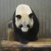 パンダ「もう許してください。。。」中国の動物園で虐待されたパンダの画像が涙をそそると話題に