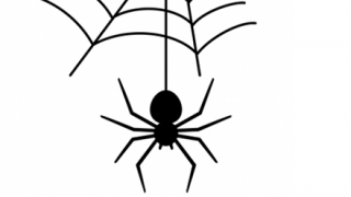 【動画】蜘蛛さん、獲物をゲット！