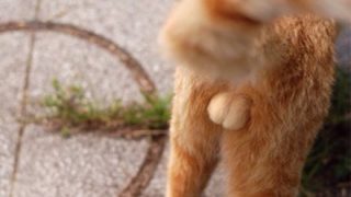 【悲しすぎる表情】猫が去勢された事に気付いて驚くGIf画像