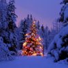 【韓国起源】クリスマスツリーは韓国から渡って行った【ウリジナル】