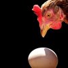 「鶏が先か卵が先か」←これの結論って出たんか？