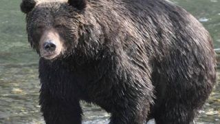 【動画】クマ、想像より速い・・・