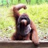 ◆衝撃◆オランウータンから『バナナ』を奪おうとした猿の末路 →動画