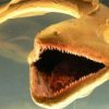 「深海のペリカン」フクロウナギの貴重映像
