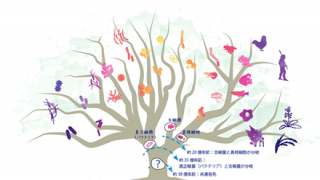◆進化論◆を『否定』する生物 →画像