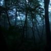 【不思議な森】九州のとある村、森の怖い話を語りたい