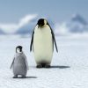 【画像】親ペンギンに放置された子ペンギン達の末路