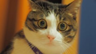 【動画】ネコさん、人間のガイジ行為にドン引きすることが判明