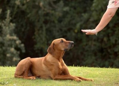 【偏ケン】犬の言葉がわかる集団が『犬の言いたい事』を代弁 →