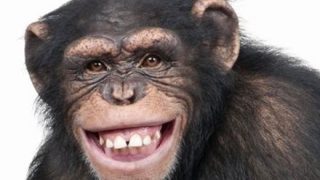 【衝撃】チンパンジーさん、スマホを使いこなす →動画