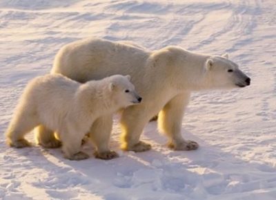 【画像】餓死寸前のホッキョクグマさん……