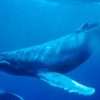 ダイバーさん、ザトウクジラに飲み込まれた結果 →