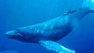 ダイバーさん、ザトウクジラに飲み込まれた結果 →