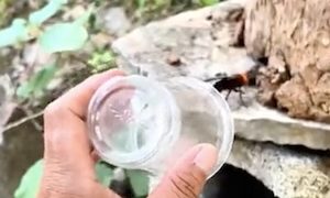 【動画】小さなカップ一つで巨大なハチを捕らえてしまう男がすごいｗｗｗ