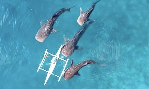 【動画】4頭の巨大なジンベエザメと至近距離で遭遇したカヤッカー。