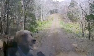 【恐怖】北海道で子連れの熊に襲われた車載映像がこっわすぎる(@_@;)