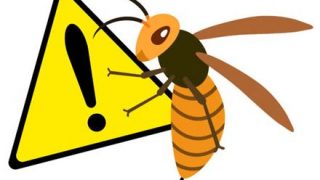 【危険注意】スズメバチが人間を襲う『ブチ切れ原因』が判明！！！