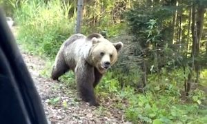 【動物】森のくまさんに餌を与えようとした男が襲われそうになるギリギリ動画。