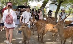 【動画】奈良公園の鹿に蹴り2発。シバきながら歩く男が撮影されて炎上中。