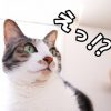 【衝撃】とんでもない目の色の猫が発見される