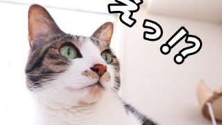 【衝撃】とんでもない目の色の猫が発見される