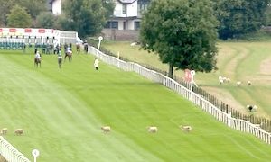 【動画】レース直前の競馬場に羊が侵入してしまう珍事が可愛い。