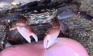 【動画】ヒトの古い角質を食べてくれるカニさんが存在した。