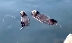 【動物】人間に助けを求めたラッコの動画が人気に(*´д｀*)