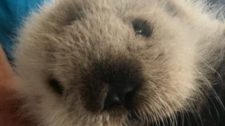 【動画】犬さん、ラッコに捕獲されてしまう・・・