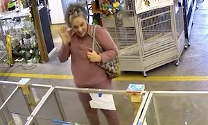 【動画】ペットショップから34万円のインコを盗んだ女。