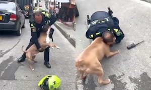 【動画】警官に噛みついて放さないピットブル、射殺される。