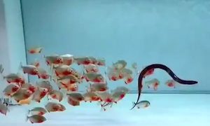 【動画】水槽に投げ込まれたウナギに群団で食らいつくピラニア。