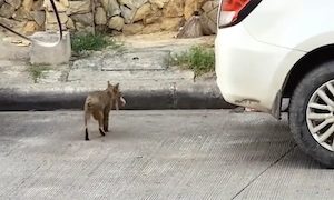 【ネコ】魚を与えた猫ちゃんが向かった先は・・・。心温まる動画が投稿される。