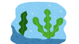 【悲報】ま～んさん「海デートで昆布のダシが海で出ない理由を完璧に言ったら男が帰った。」