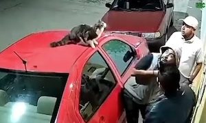 【動画】ニャンコの帰宅失敗に巻き込まれた男たちｗｗｗｗｗ