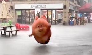 【動画】突然の大雨の中を避難しようとする着ぐるみさんが（ノ∇`）