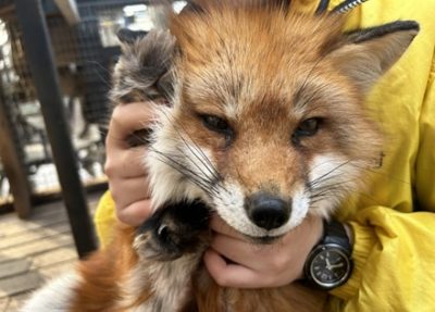 【自作自演】バズりたい女「キツネ村の狐は本当に噛みます」キツネを利用して大暴れしてしまう…