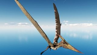 【画像】プテラノドン、デカすぎる……お前らが思ってる丁度5倍デカすぎる