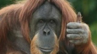【握力200kg】人間さん、オラウータンに捕まった結果 ⇒