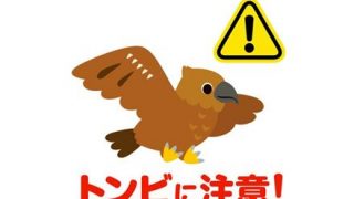 【動画】トンビに襲われる女ｗｗｗｗｗｗｗｗｗ