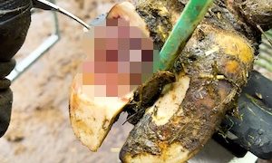 【キモ】細菌に侵された牛の蹄を治療する職人さんのお仕事拝見動画。