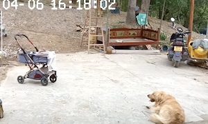 【イヌ】勝手に動き出してしまったベビーカーを救ったワンコが可愛い。