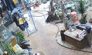 【動画】これは悲劇。助けようとしたペットのインコをミスで殺してしまった飼い主(´･_･`)